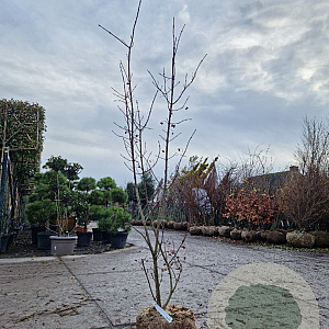 Euonymus europaeus 175-200 cm draadkluit meerstammig solitair