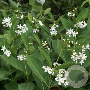 Cynanchum ascyrifolium GM P9