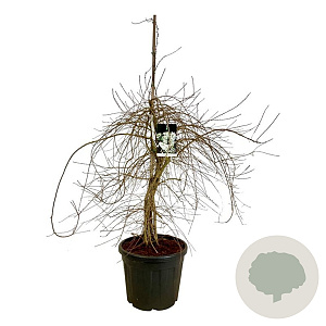 Exochorda 'The Bride' 170-200 cm cont. 55L extra