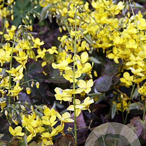 Epimedium perralchicum 'Frohnleiten' GM P9