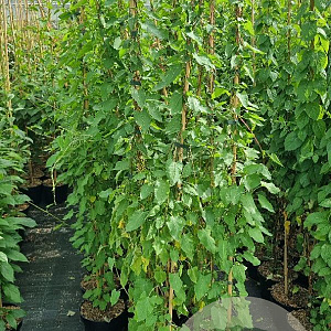 Fallopia baldschuanica 150-175 cm 5,0L