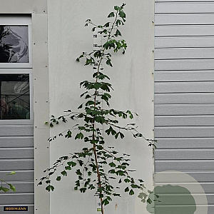 Ginkgo biloba 175-200 cm 7,5L gebonden vertakt