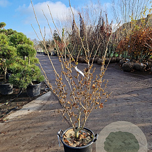 Hamamelis int. 'Orange Peel' 125-150 cm 30L