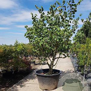 Hamamelis mollis 250-300 cm container meerstammig Bladkleur