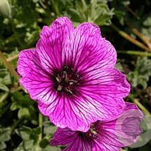 Geranium cinereum 'Laurence Flatman' GM P9