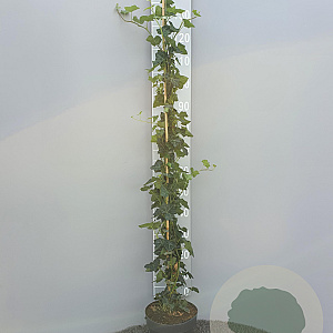 Hedera hibernica 150-175 cm 5,0L
