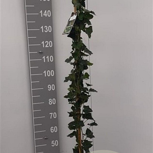 Hedera hibernica 150-175 cm 5,0L