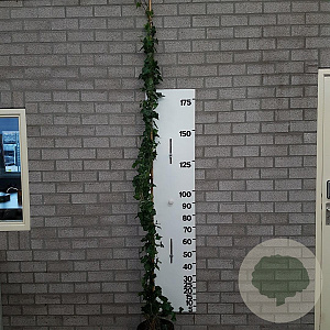 Hedera hibernica 225-250 cm 10L 8-12 tak