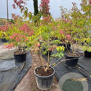 Heptacodium miconioides 125-150 cm container meerstammig