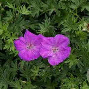 Geranium sanguineum 'Album' GM P9