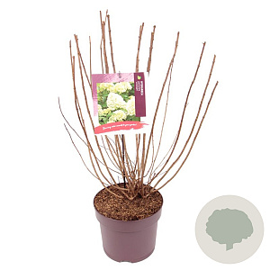 Hydrangea pan. 'Limelight' 50-60 cm 7,5L