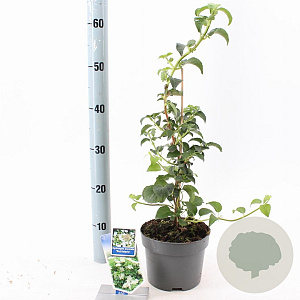 Hydrangea anomala petiolaris 40 cm 2,0L met stok