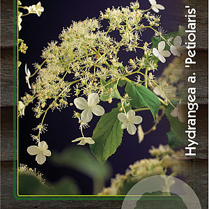 Hydrangea anomala petiolaris 125-150 cm 15L