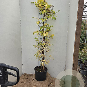 Hydrangea anomala petiolaris 150-175 cm 15L