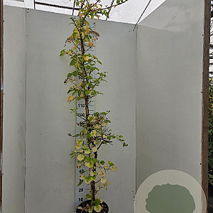 Hydrangea anomala petiolaris 200-225 cm 15L