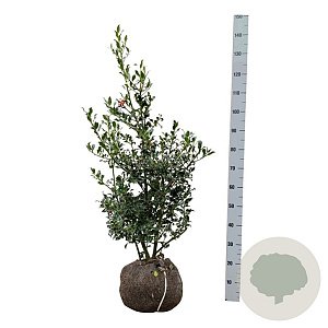 Ilex aq. 'Alaska' 80-100 cm met kluit