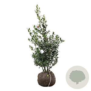 Ilex aq. 'Alaska' 80-100 cm met kluit