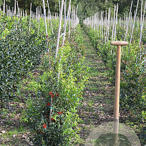 Ilex aq. 'Alaska' 80-100 cm met kluit