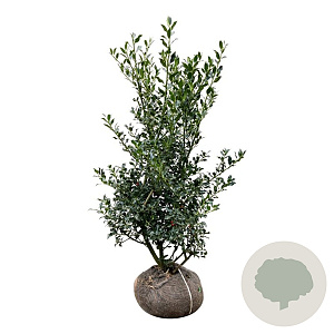 Ilex aq. 'Alaska' 100-125 cm met kluit