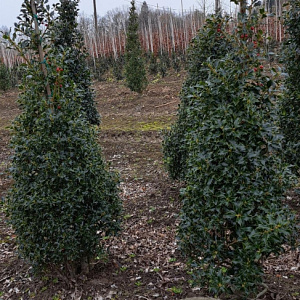 Ilex aq. 'Alaska' 100-125 cm met kluit