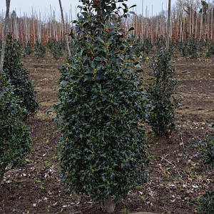Ilex aq. 'Alaska' 100-125 cm met kluit