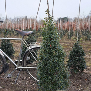Ilex aq. 'Alaska' 100-125 cm met kluit