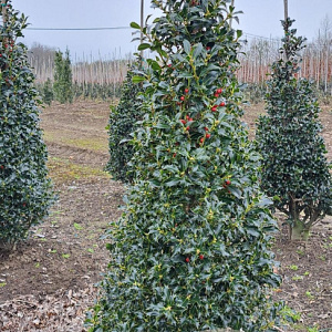 Ilex aq. 'Alaska' 100-125 cm met kluit