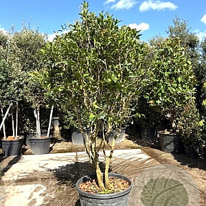 Ilex cornuta 175-200 cm cont. 130L paraplu