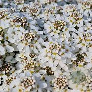 Iberis sempervirens 'Fischbeck' GM P9