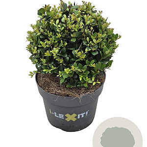 Ilex crenata Dark Green 15 cm 2,0L bol potgekweekt