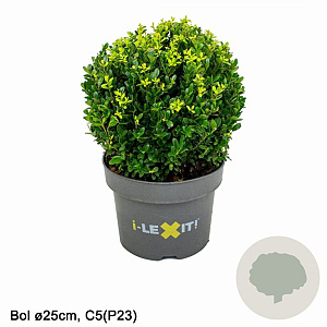 Ilex crenata Dark Green 25 cm 5,0L bol potgekweekt
