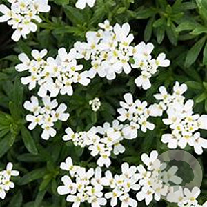 Iberis sempervirens Snow Cone GM P9