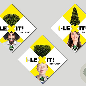 Ilex crenata Dark Green 40-60 cm 5,0L struik