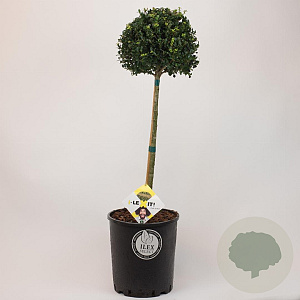 Ilex crenata Dark Green 50 cm stam 12L bol potgekweekt