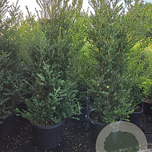 Ilex crenata 'Green Hedge' 200-225 cm cont. 90L