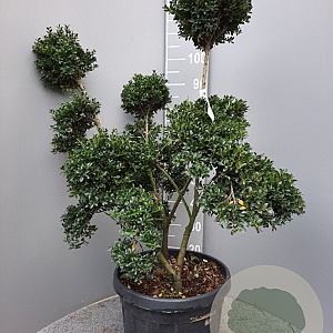 Ilex crenata 'Kimmei' 80-100 cm container bonsai