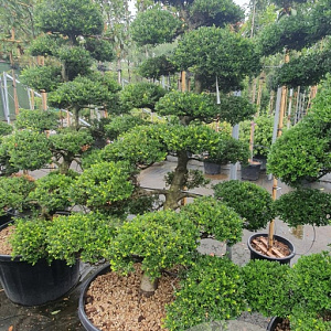 Ilex crenata 'Kimmei' 200-225 cm container met stok