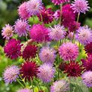 Knautia macedonica 'Melton Pastels' GM P9
