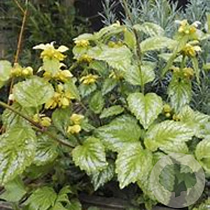 Lamiastrum galeobdolon 'Florentinum' GM P9