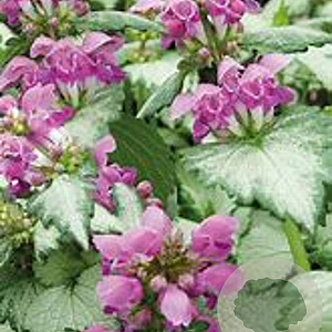 Lamium maculatum 'Beacon Silver' GM P9