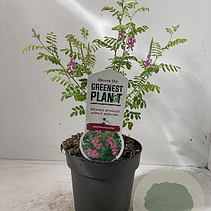 Indigofera heterantha 30-40 cm 2,0L
