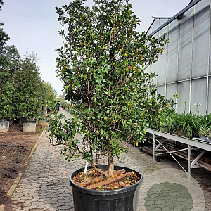 Kalmia latifolia 200-250 cm cont. 280L