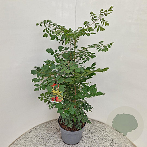 Koelreuteria paniculata 80-100 cm 10L