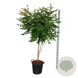 Koelreuteria paniculata 150-175 cm 30L extra
