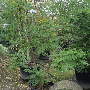 Koelreuteria paniculata 200-250 cm container meerstammig extra