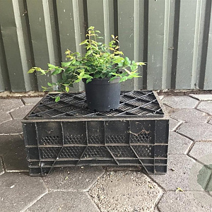 Kolkwitzia amabilis 'Pink Cloud' 30-40 cm 3,0L