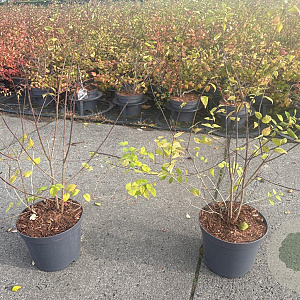 Kolkwitzia amabilis 'Pink Cloud' 30-40 cm 3,0L