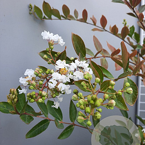 Lagerstroemia 'Acoma' 125-150 cm container meerstammig