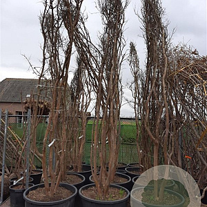 Lagerstroemia indica 350-400 cm container meerstammig