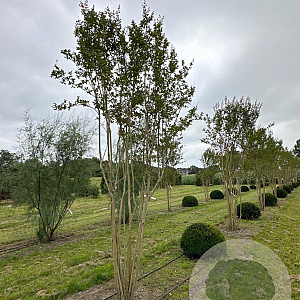 Lagerstroemia indica 400-450 cm draadkluit meerstammig